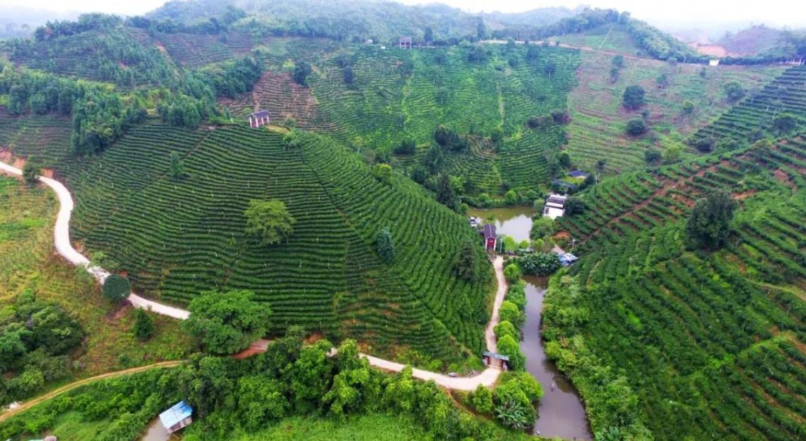 跟着总书记长见识丨“大有前途”的六堡茶